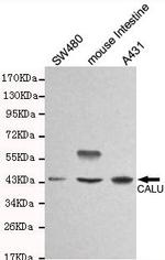 Calumenin Monoclonal Antibody (6B4)