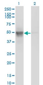 BAF53A Monoclonal Antibody (3C4)