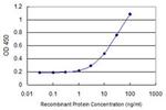 Arginase 2 Antibody in ELISA (ELISA)