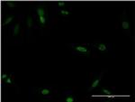 CDX4 Monoclonal Antibody (1E9)