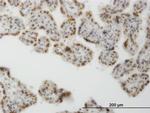 CLK3 Monoclonal Antibody (1H2)