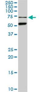 CLK3 Antibody in Western Blot (WB)