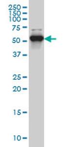 CLK3 Antibody in Western Blot (WB)