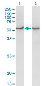 COX15 Monoclonal Antibody (2D2)
