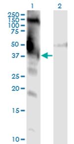 DMWD Monoclonal Antibody (3F5)