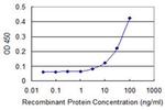 Ephrin A3 Antibody in ELISA (ELISA)