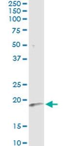Interferon alpha-6 Monoclonal Antibody (3C9)