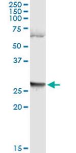LFNG Monoclonal Antibody (4F8)