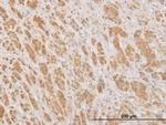 MPG Antibody in Immunohistochemistry (PFA fixed) (IHC (PFA))