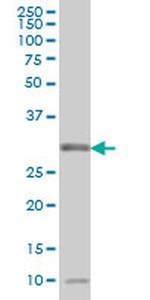 MPG Antibody in Western Blot (WB)