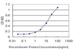 RNPEP Antibody in ELISA (ELISA)