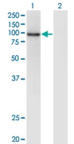 ZNF41 Monoclonal Antibody (2D8)
