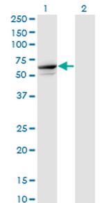 TRIM26 Antibody in Western Blot (WB)