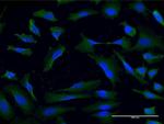 USP9X Monoclonal Antibody (4B7)
