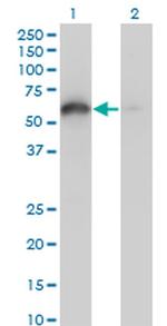 BAG4 Monoclonal Antibody (2G9)