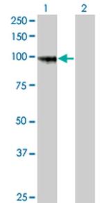 PCDHGA8 Antibody in Western Blot (WB)