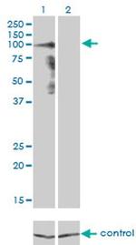 PCDHGA8 Monoclonal Antibody (1C11)