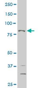 THRAP5 Antibody in Western Blot (WB)