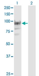 RBM12 Monoclonal Antibody (1D12)