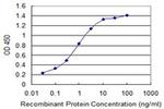 KLHL41 Antibody in ELISA (ELISA)