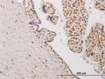 TESK2 Antibody in Immunohistochemistry (PFA fixed) (IHC (PFA))