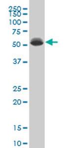 DEAF1 Antibody in Western Blot (WB)