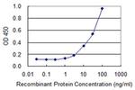 CRMP3 Antibody in ELISA (ELISA)