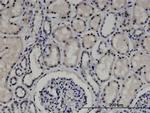 ZNF266 Monoclonal Antibody (4G5)