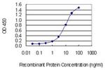 PPP1R17 Monoclonal Antibody (3E6)