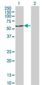 FASTK Antibody in Western Blot (WB)