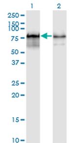 PWP1 Antibody in Western Blot (WB)