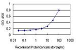 RASA3 Antibody in ELISA (ELISA)