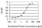 RhoBTB2 Antibody in ELISA (ELISA)