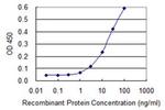 SERGEF Antibody in ELISA (ELISA)