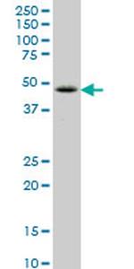 LHX6 Monoclonal Antibody (2A2)