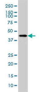 HSFX1 Monoclonal Antibody (1D7)