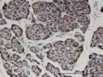 ZNF44 Antibody in Immunohistochemistry (PFA fixed) (IHC (PFA))