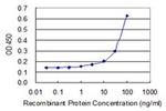 SOHLH2 Antibody in ELISA (ELISA)