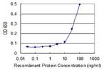 KLHL4 Antibody in ELISA (ELISA)