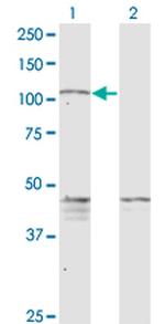 PCDHGC5 Antibody in Western Blot (WB)