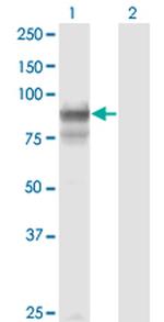 PCDHGB2 Monoclonal Antibody (6E9)