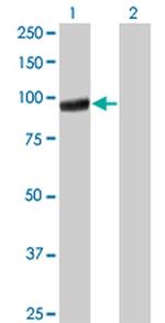 PCDHGA5 Monoclonal Antibody (5H5)