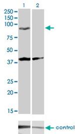 PCDHGA2 Monoclonal Antibody (2A7)