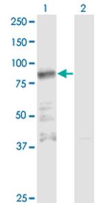 ZNF287 Antibody in Western Blot (WB)