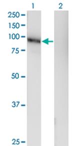LRRC4C Monoclonal Antibody (1G5)