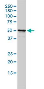 NPEPL1 Antibody in Western Blot (WB)