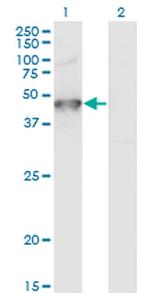 GRINL1A Antibody in Western Blot (WB)