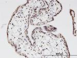 ZNF397 Antibody in Immunohistochemistry (PFA fixed) (IHC (PFA))
