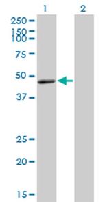 TNFRSF19L Antibody in Western Blot (WB)