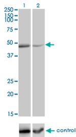 TNFRSF19L Monoclonal Antibody (3F8)